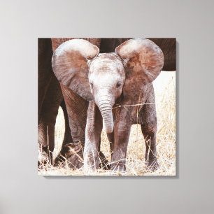 Baby Elephant Cute African Elephant with Mom Canvas Print
