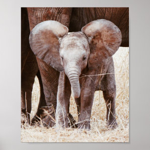 Baby Elephant Cute African Elephant with Mom Poster