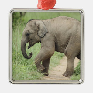 Baby Elephant following the mother,Corbett Metal Ornament