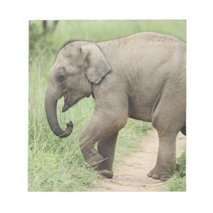 Baby Elephant following the mother,Corbett Notepad