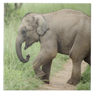 Baby Elephant following the mother,Corbett Tile