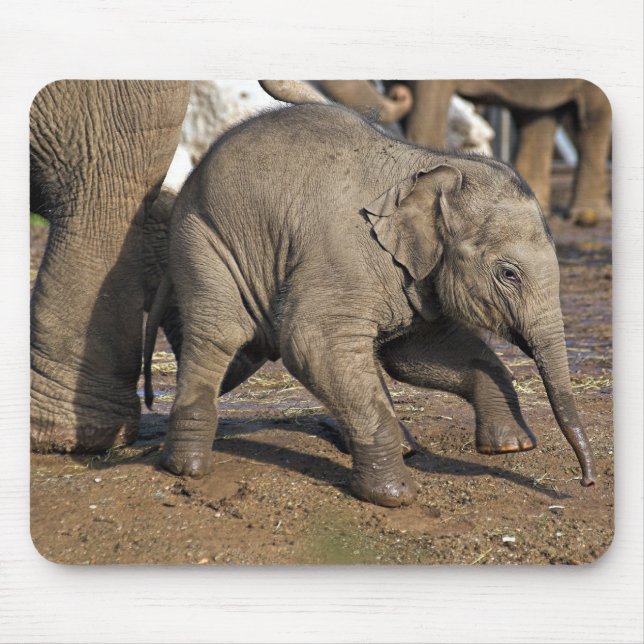Baby elephant mouse pad (Front)