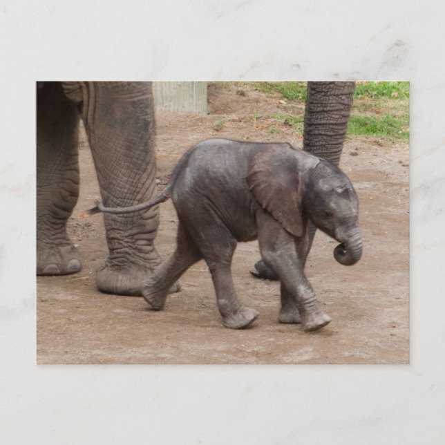Baby Elephant Postcard (Front)
