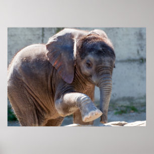 Baby Elephant Poster