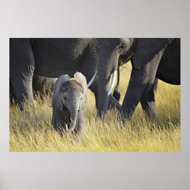 Baby Elephant Poster (Front)