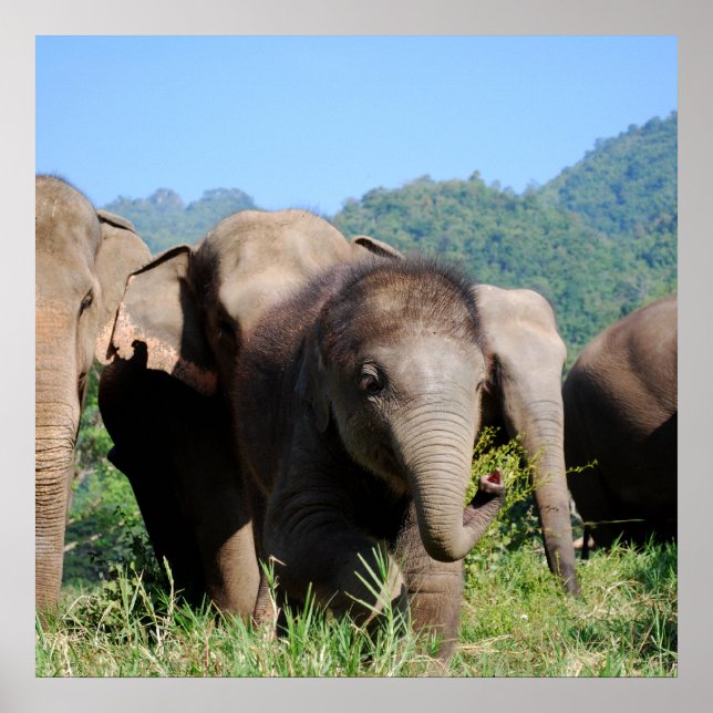 Baby elephant poster (Front)