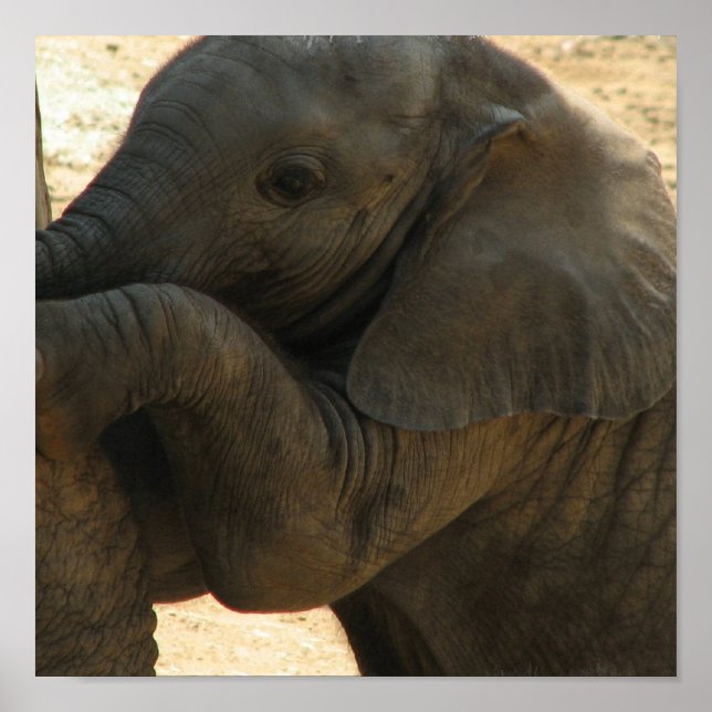 Baby Elephant Print (Front)