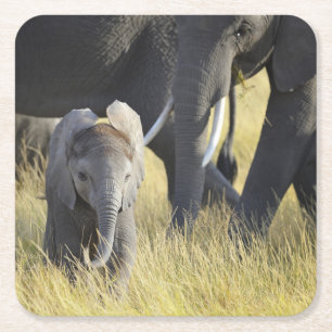 Baby Elephant Square Paper Coaster