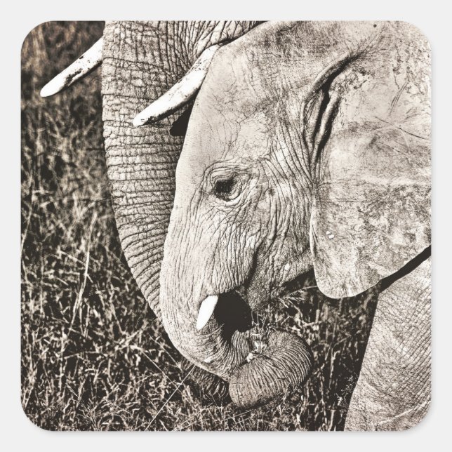 Baby elephant square sticker (Front)