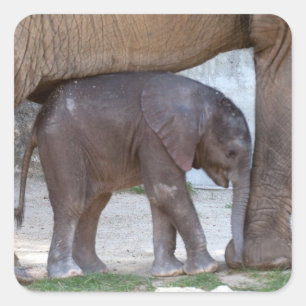 Baby Elephant Square Sticker