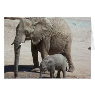 Baby Elephant with Mommy