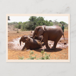 Baby elephants washing animal postcard