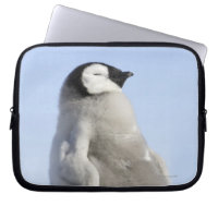 Baby Emperor Penguin, Snow Hill Island