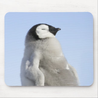 Baby Emperor Penguin, Snow Hill Island Mouse Pad