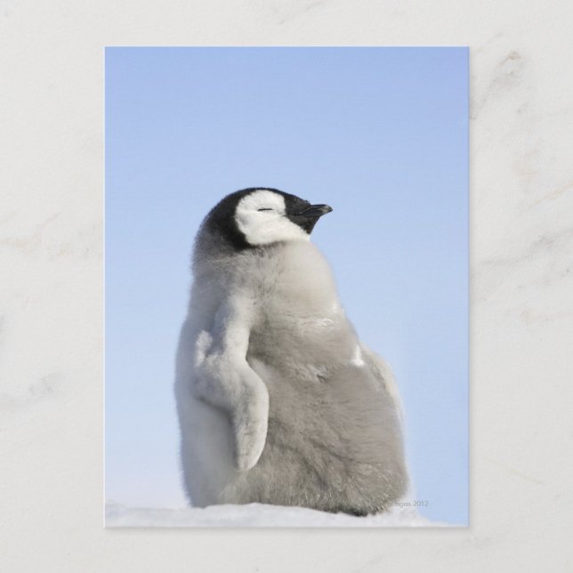 Baby Emperor Penguin, Snow Hill Island Postcard (Front)