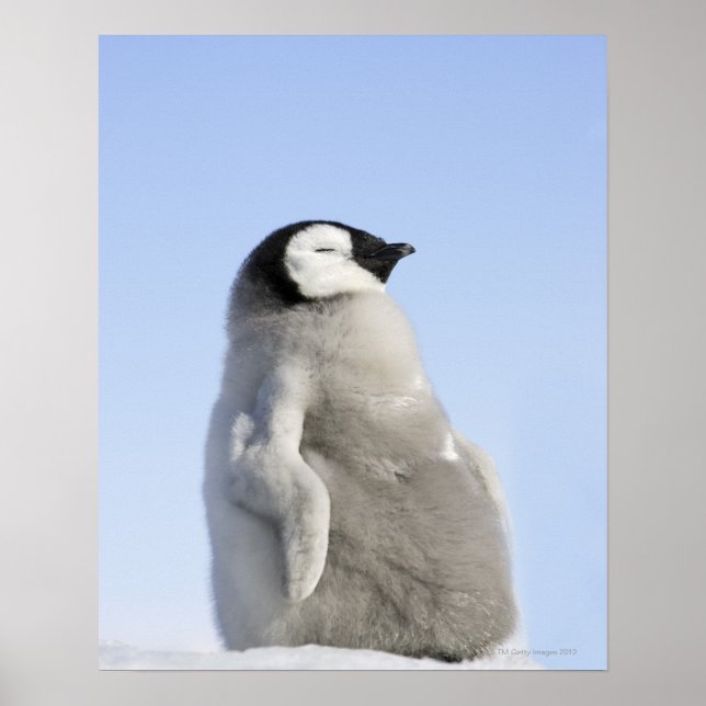 Baby Emperor Penguin, Snow Hill Island Poster (Front)