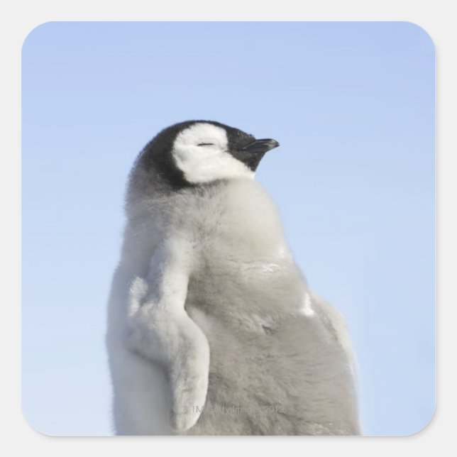Baby Emperor Penguin, Snow Hill Island Square Sticker (Front)