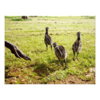 Baby Emu Chicks And Big Foot, 