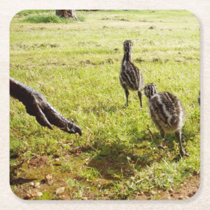 Baby Emu Chicks And Big Foot, Square Paper Coaster