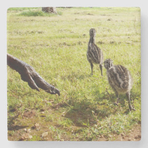 Baby Emu Chicks And Big Foot, Stone Coaster