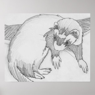 "Baby" Ferret Drawing Poster