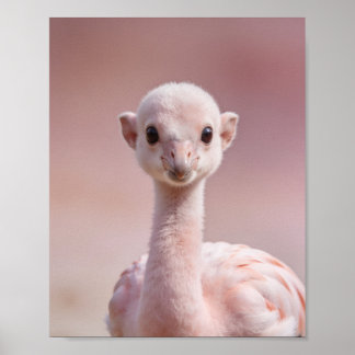 Baby Flamingo Portrait – Cute Nursery Animal Wall Poster