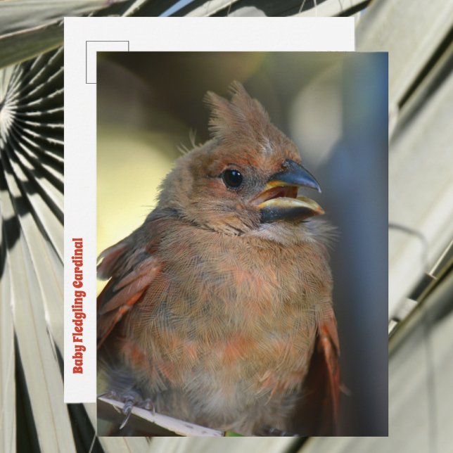 Baby Fledgling Cardinal Cute Wildlife Photography Postcard (Creator Uploaded)