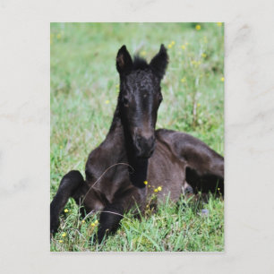 Baby foal lying in the meadow postcard