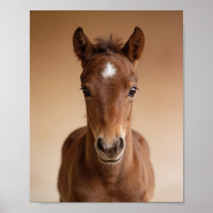 Baby Foal Portrait – Cute Nursery Animal Wall Art