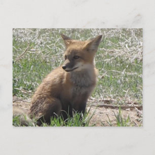 baby fox 01 postcard