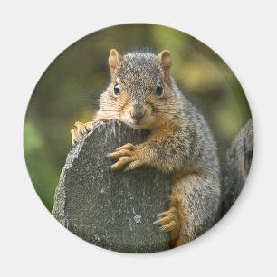 Baby Fox Squirrel Magnet