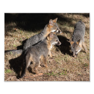 Baby Foxes Photo Print