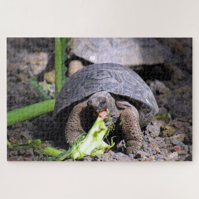 baby galapagos tortoise jigsaw puzzle (Horizontal)