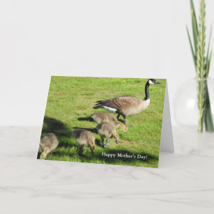 Baby Geese and Mother Goose 10 Card