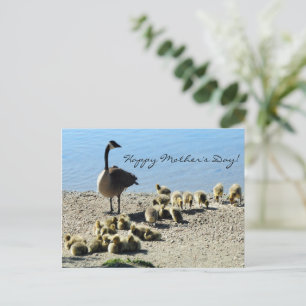 Baby Geese and Mother Goose 2 Postcard