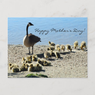 Baby Geese and Mother Goose 2 Postcard