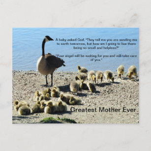 Baby Geese and Mother Goose Postcard