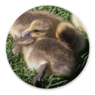 Baby Geese Gosling Birds Wildlife Animal Knob