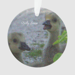 Baby Geese Photo Ornament 