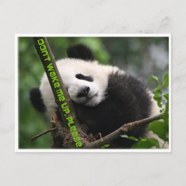 baby giant panda postcard (Front)