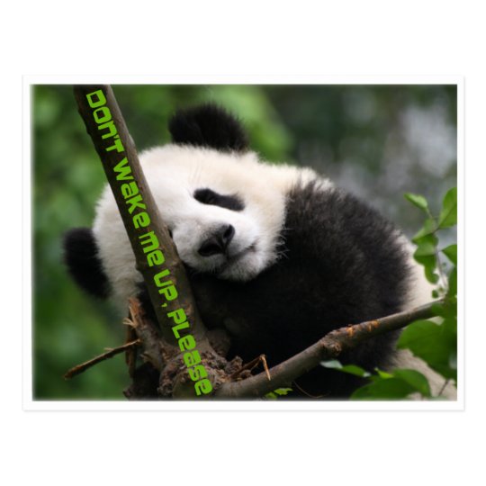 baby giant panda postcard
