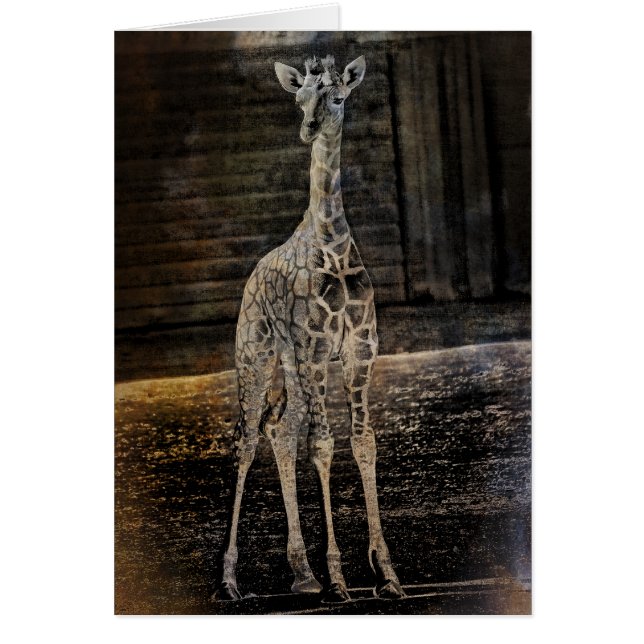 Baby Giraffe (Front)