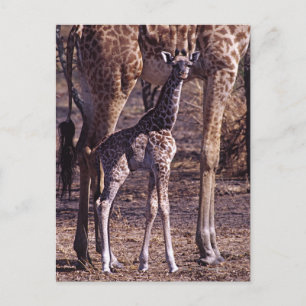 Baby giraffe and mother, Tanzania Postcard