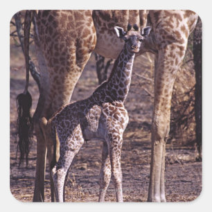 Baby giraffe and mother, Tanzania Square Sticker