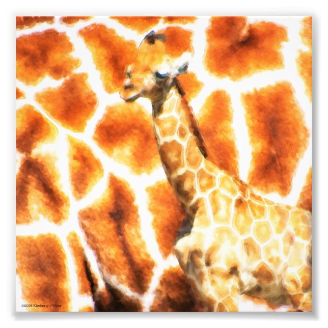 Baby Giraffe Photo Print (Front)