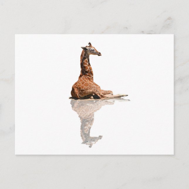 BABY GIRAFFE POSTCARD (Front)