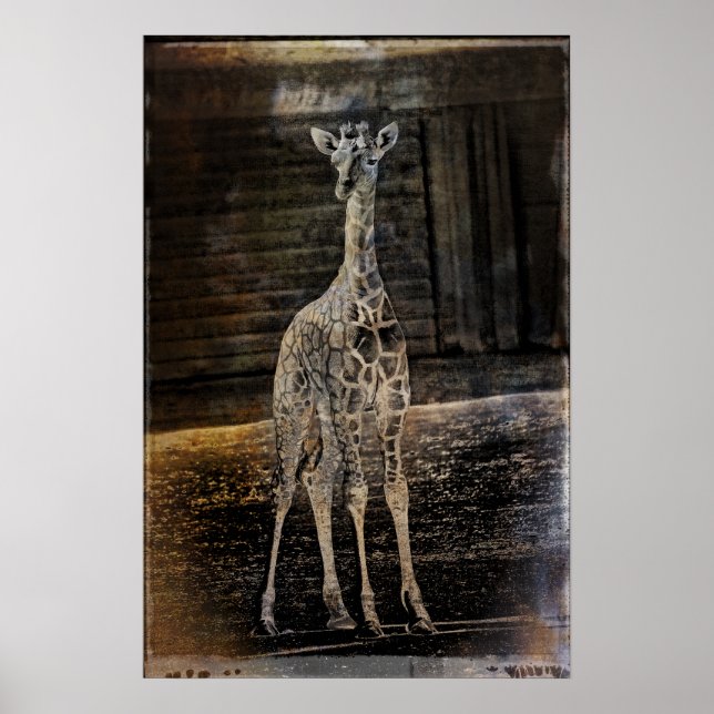 Baby Giraffe Poster (Front)