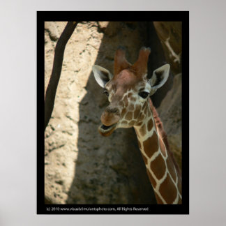 Baby Giraffe Poster Prints