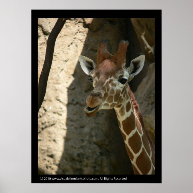 Baby Giraffe Poster Prints (Front)