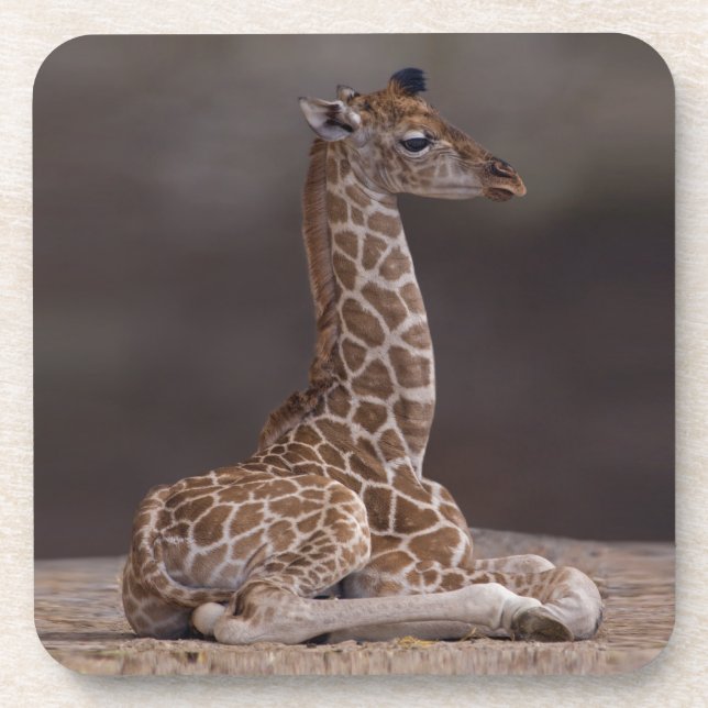 Baby Giraffe Set of 6 Coasters (Front)